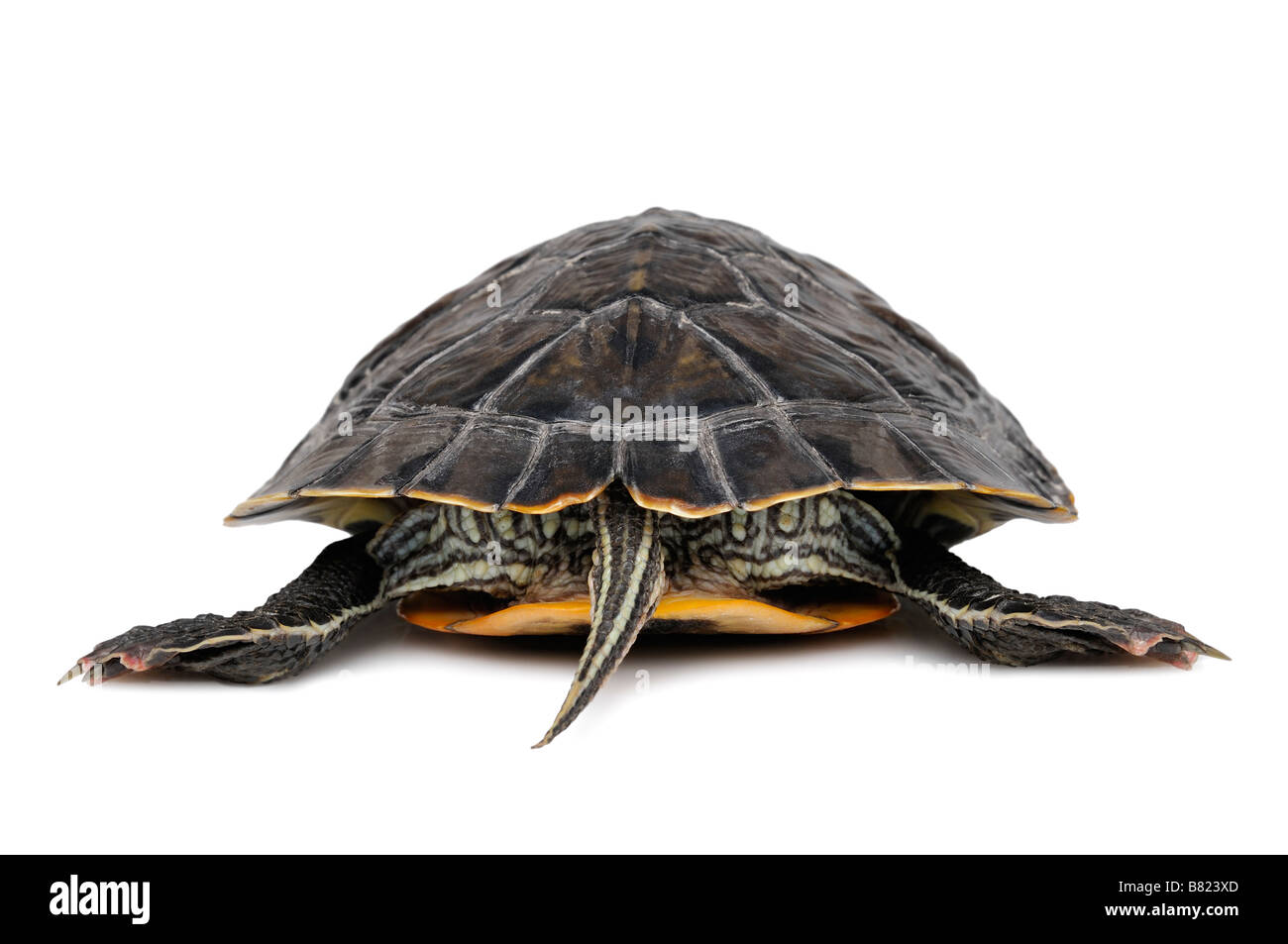 Yellow Bellied Turtle, Trachemys Scripta Scripta, Rear View. Stock Photo