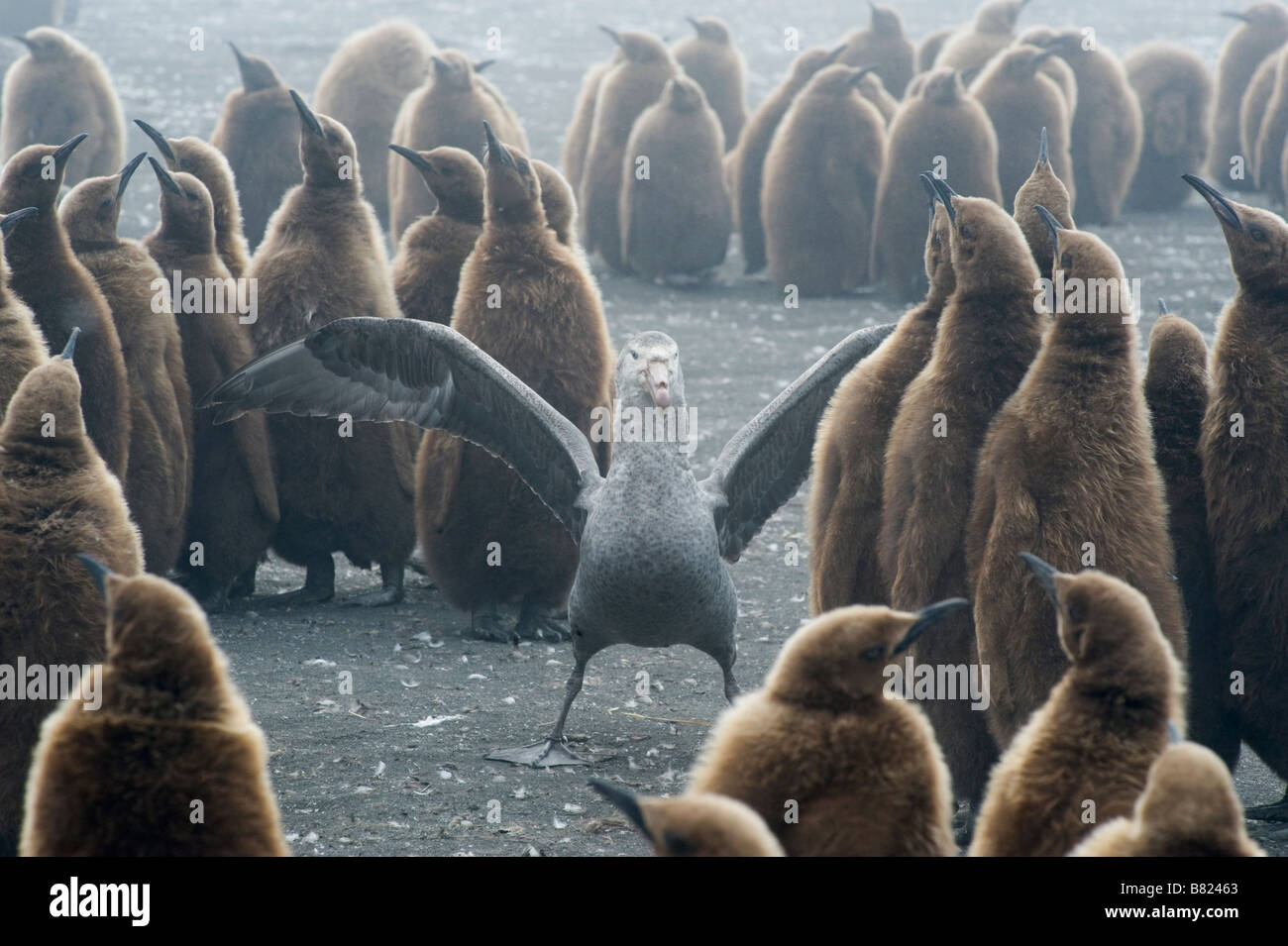 Giant Petrel hunting sick or weak chicks within King Penguin colony, South Georgia Island, Antarctica Stock Photo