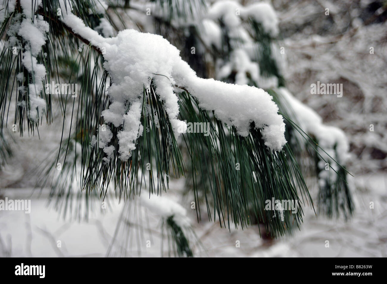 Pine tree branch covered in snow Stock Photo - Alamy