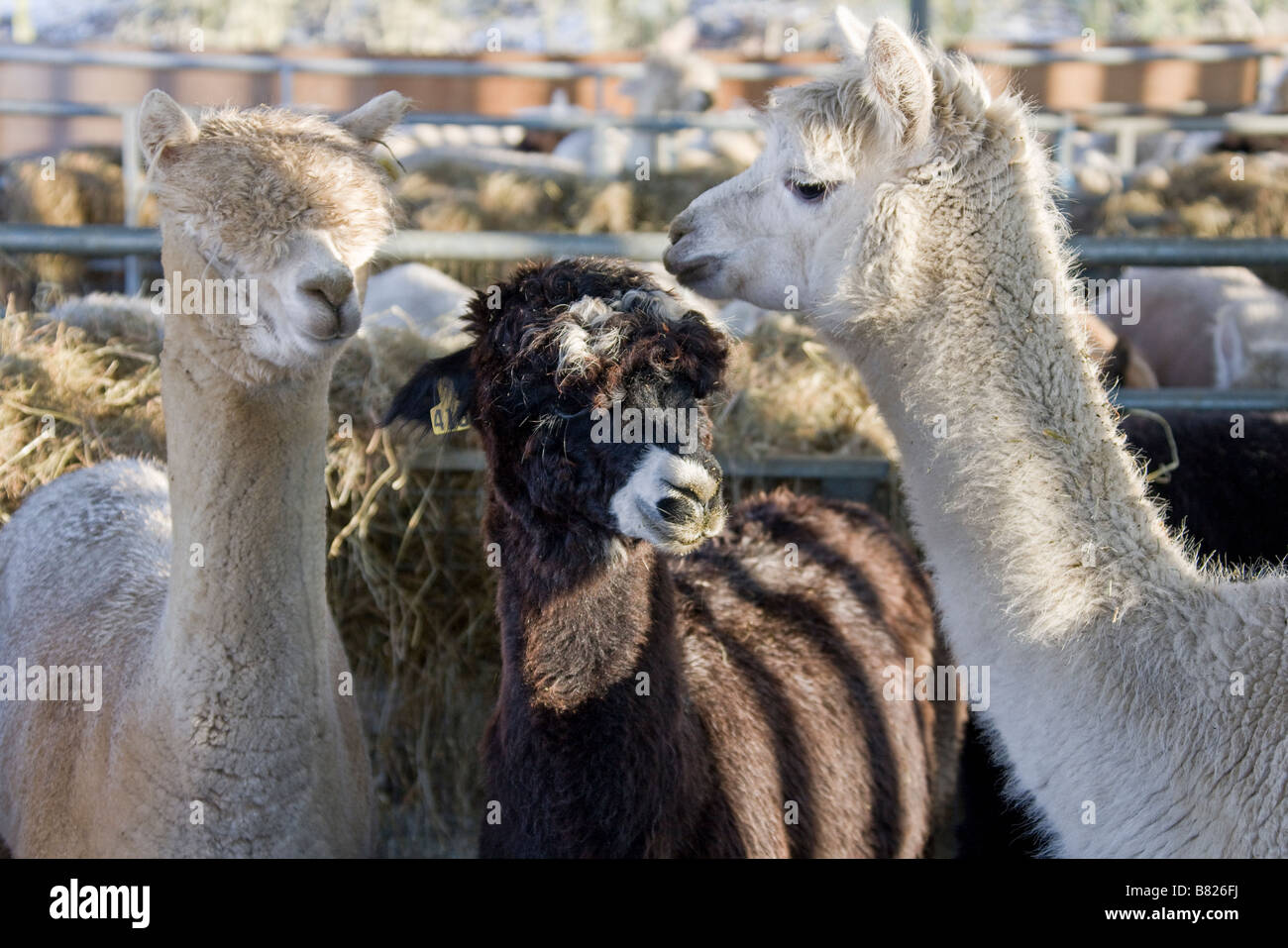 Three Alpacas housed in barn. Stock Photo