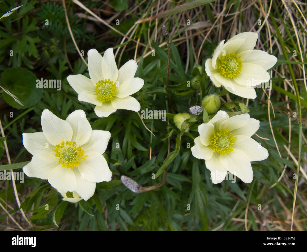 Four white wild flowers anemone multifida Torres del Paine Chile South America Stock Photo