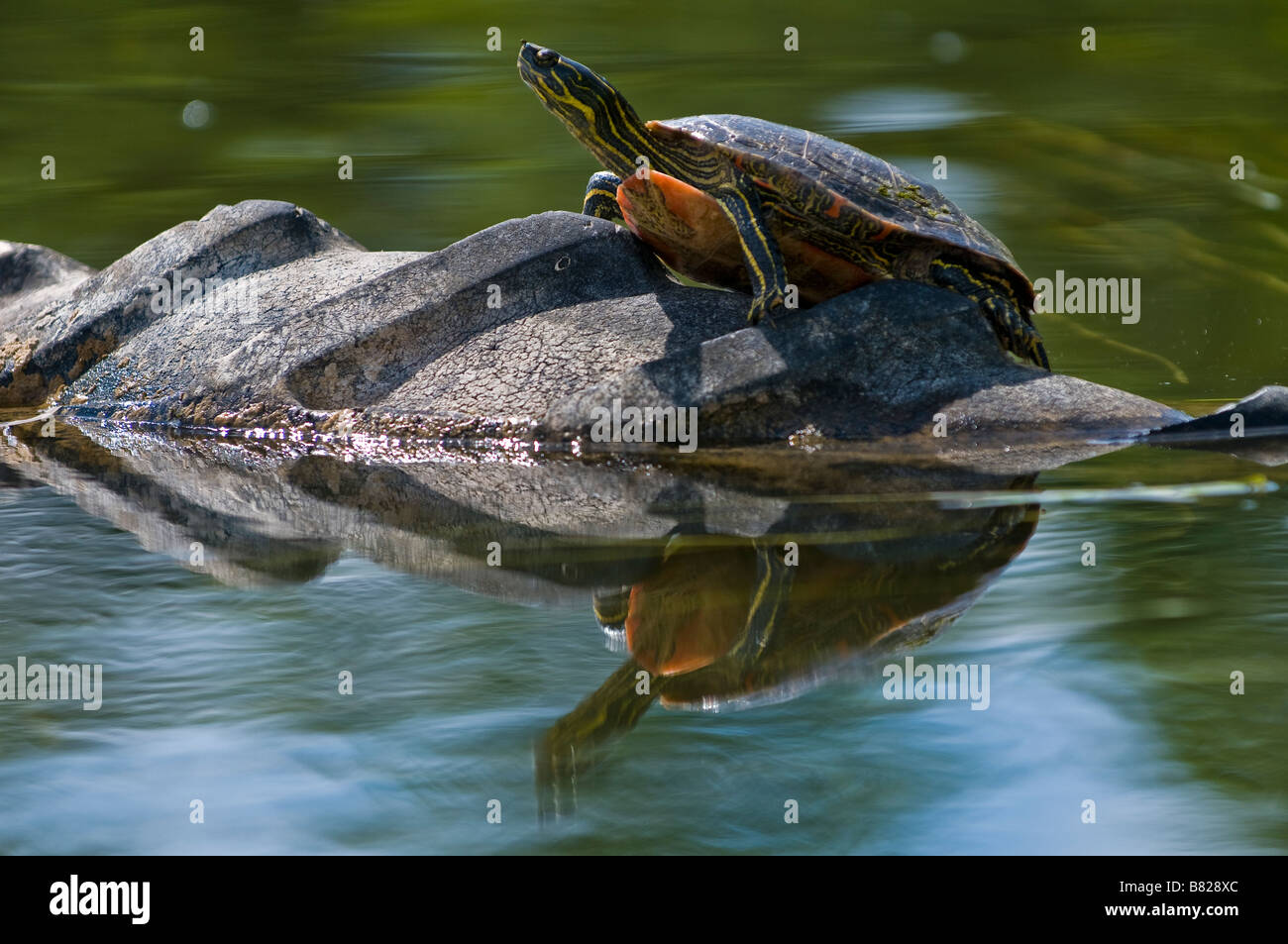 Painted turtle atop tire Ottertail River Perham Minnesota Stock Photo