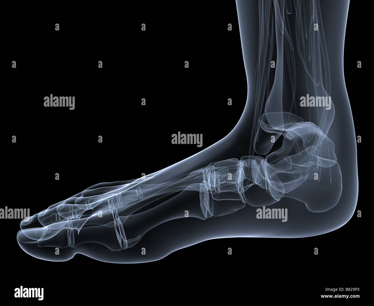 Human skeleton x ray hi-res stock photography and images - Alamy