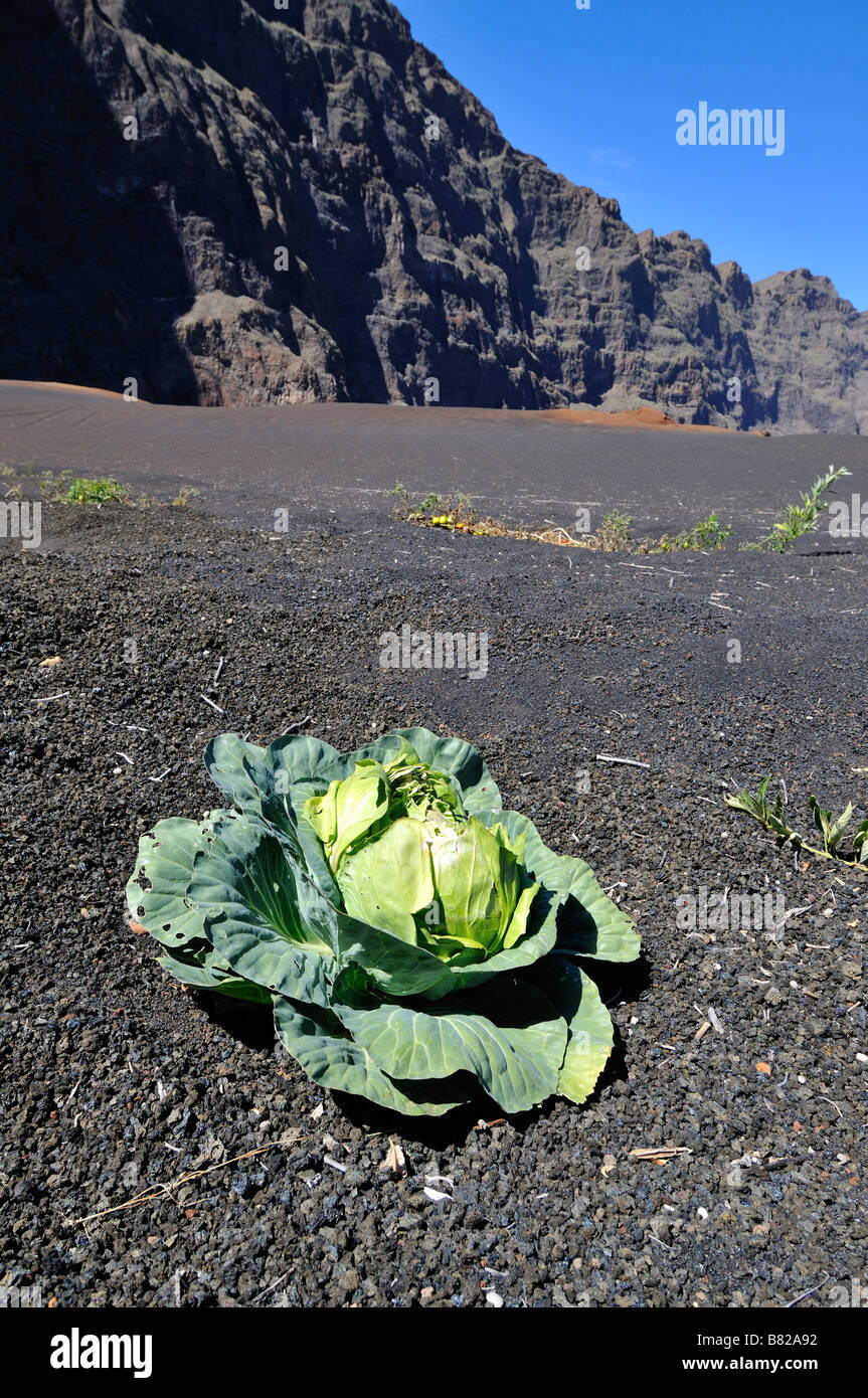 Green cabbage cultivation, Caldera of Pico de Fogo, Fogo Island, Cape Verde, Africa Stock Photo
