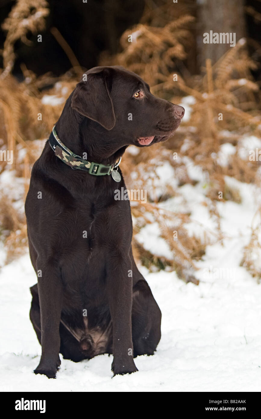 Chocolate Labrador in Snowy Countryside Stock Photo