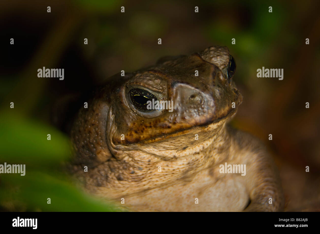 Toad in hiding Stock Photo - Alamy