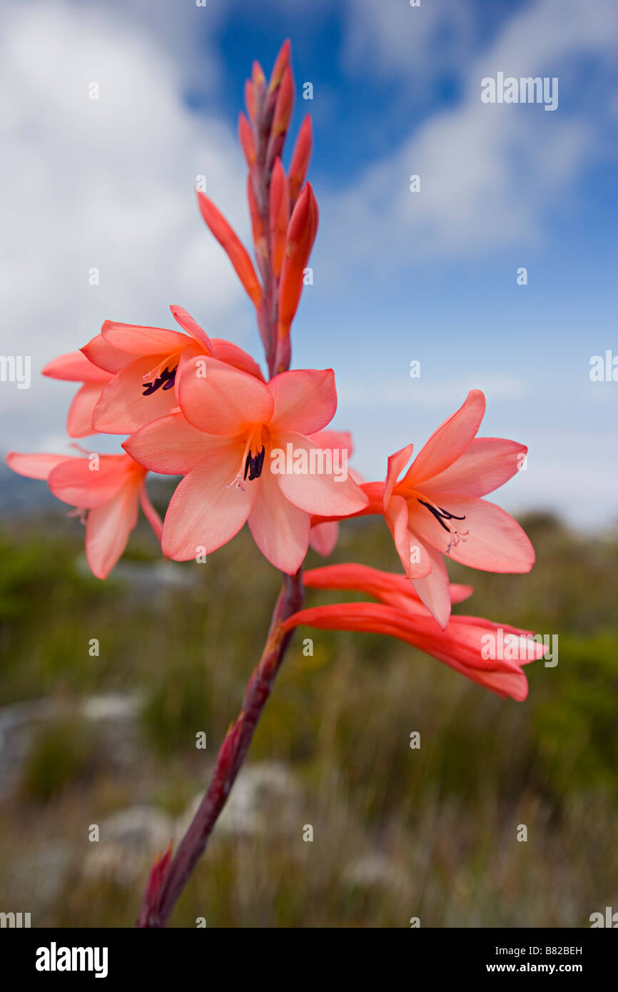 Close up of a flower peach / pink growing on the top of Table Mountain, Cape Town, South Africa. Stock Photo