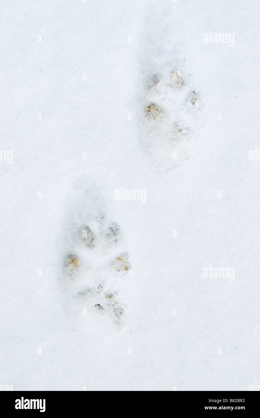 Fox (Vulpes vulpes) Tracks in snow Stock Photo - Alamy
