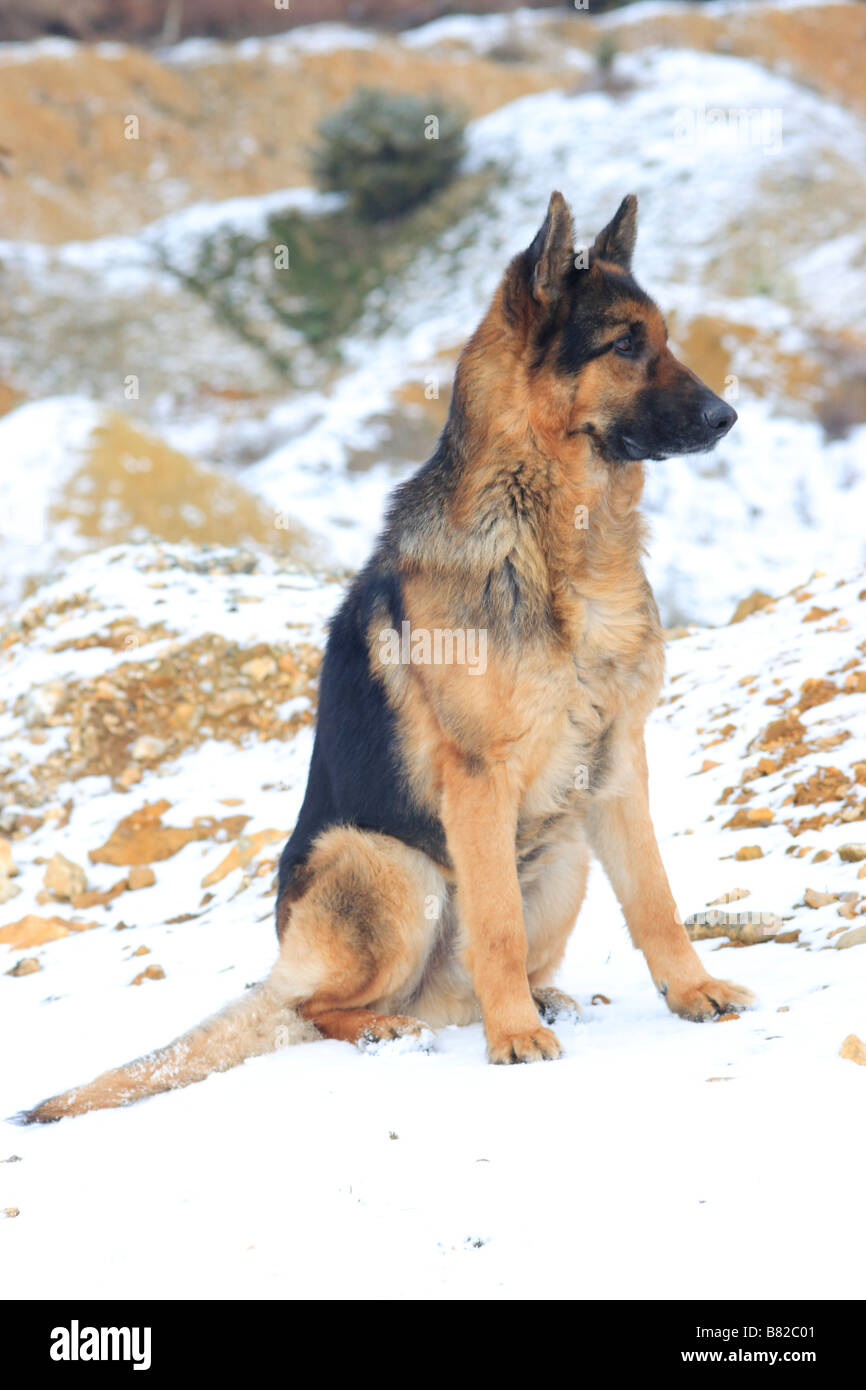 Old German Shepherd Dogs High Resolution Stock Photography and Images
