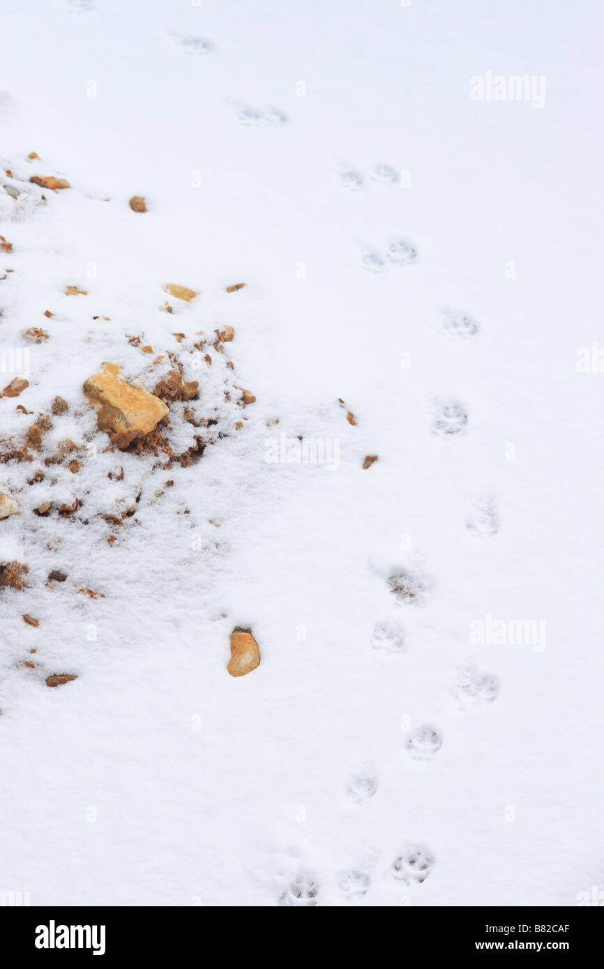 Fox (Vulpes vulpes) tracks in fresh snow Stock Photo