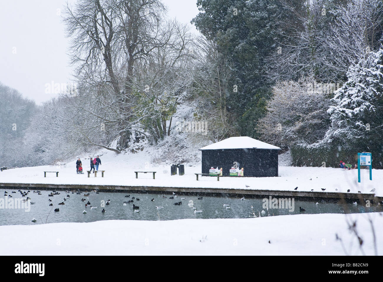 Ducks on Swanbourne Lake in Arundel Park, Sussex, UK under snow in winter Stock Photo
