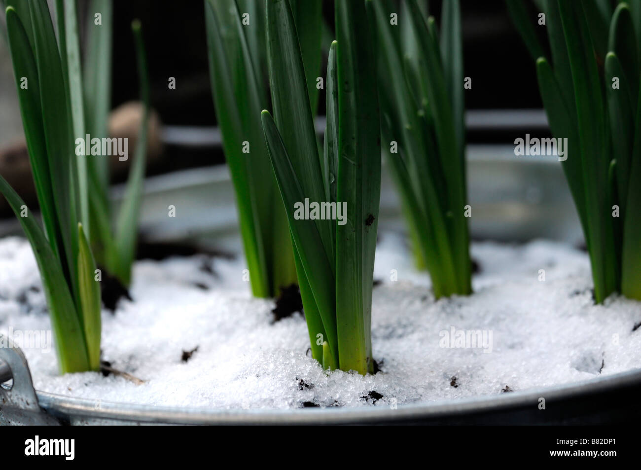 daffodil shoots stems young early narcissus emerge emerging growing