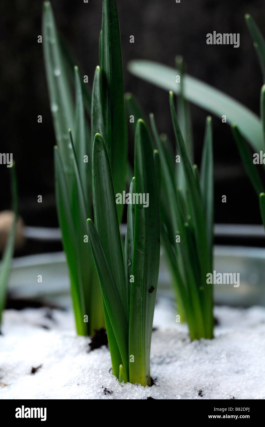 daffodil shoots stems young early narcissus emerge emerging growing