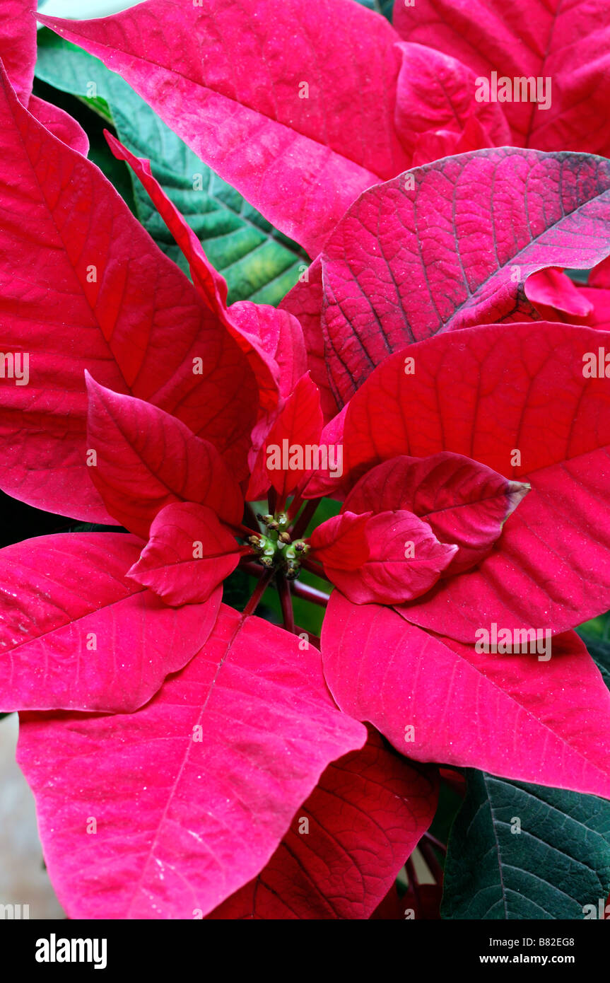 Plants Christmas Euphorbia Pulcherrima Poinsettia Red Coloured Color plants-christmas-euphorbia-pulcherrima-poinsettia-red-coloured-color