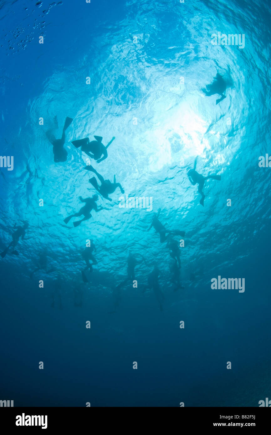 Scuba divers, South Maui, Hawaii, USA Stock Photo Alamy