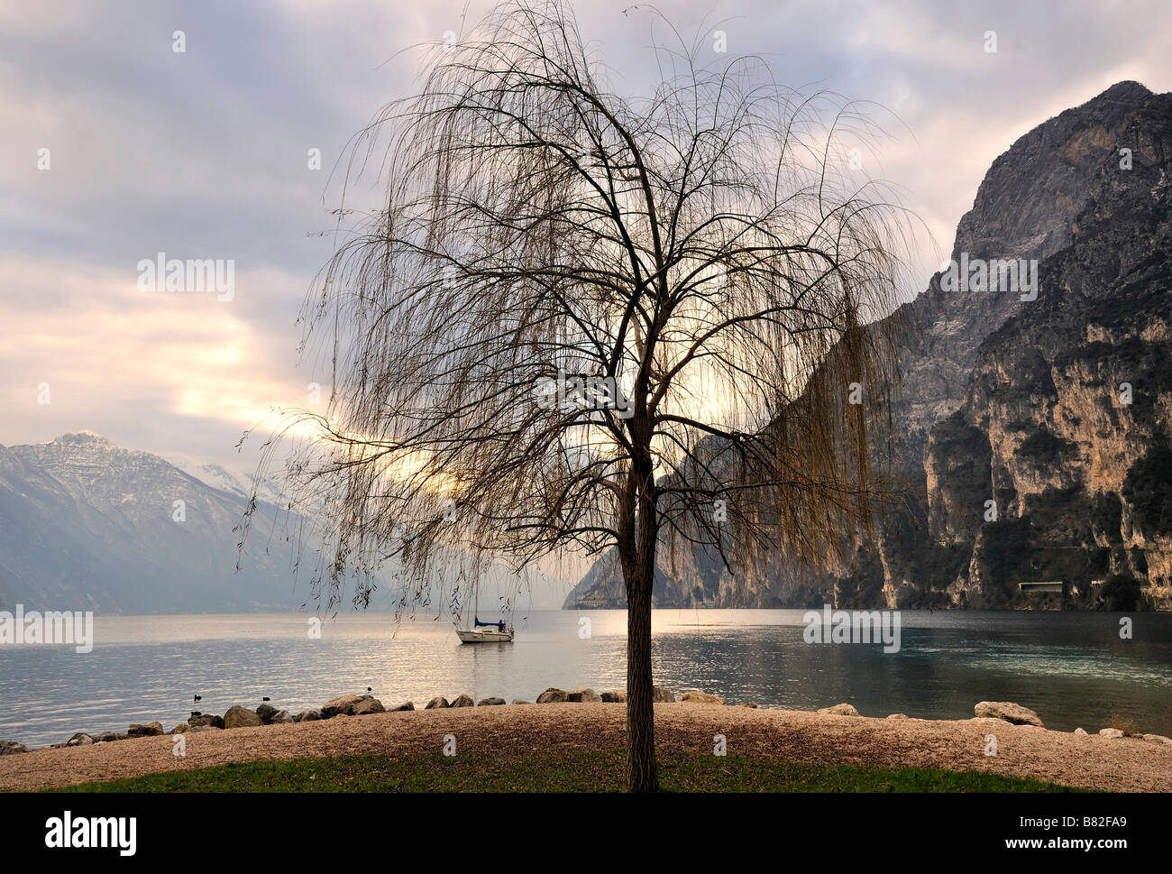 tree growing by lakeshore in Northern Italy Stock Photo