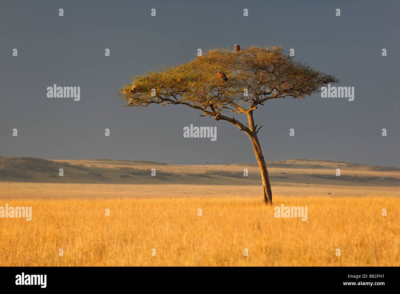 Acacia tree stands along on the golden grasses of the Serengeti in Masai mara National Reserve, Kenya. Stock Photo