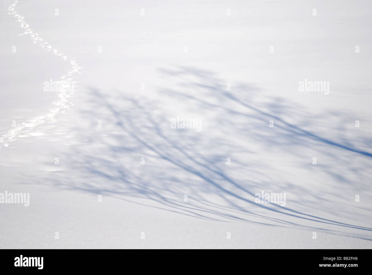 Shadows of birch trees and footprints in the snow, Norway Stock Photo