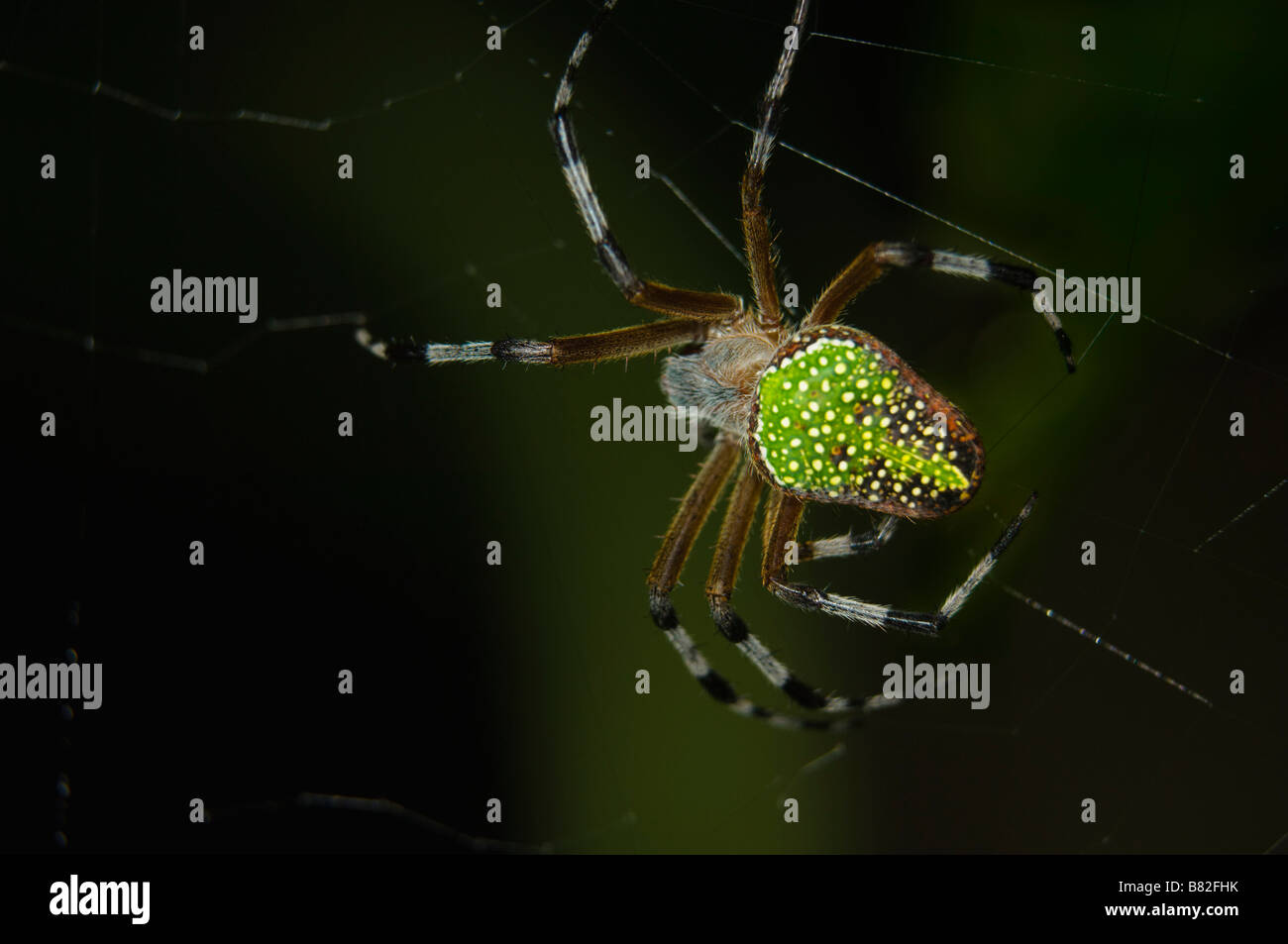 Green-backed orb spider Stock Photo