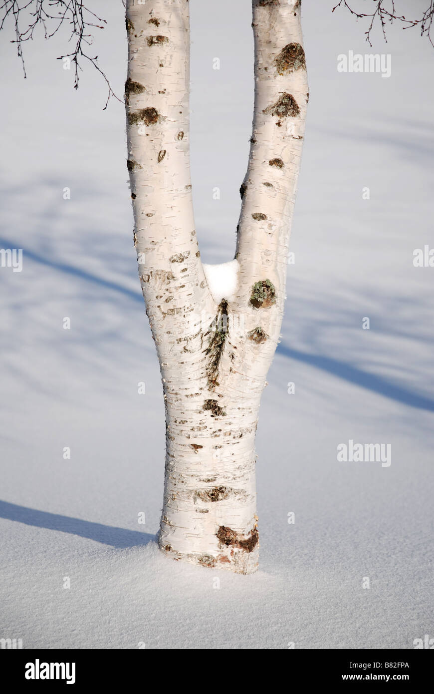 Birch tree in snow at Easter time, Norway Stock Photo