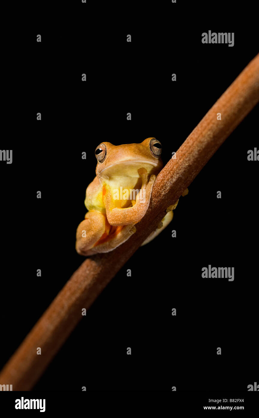 Swamp frog (Limnonectes Leytensis Stock Photo Alamy