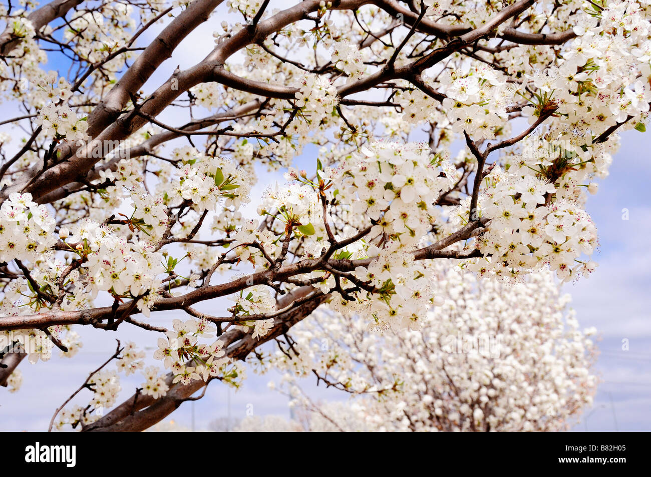 Bradford Pear tree, or Callery Pear, Pyrus calleryana, in spring bloom. Oklahoma City, Oklahoma, USA. Stock Photo