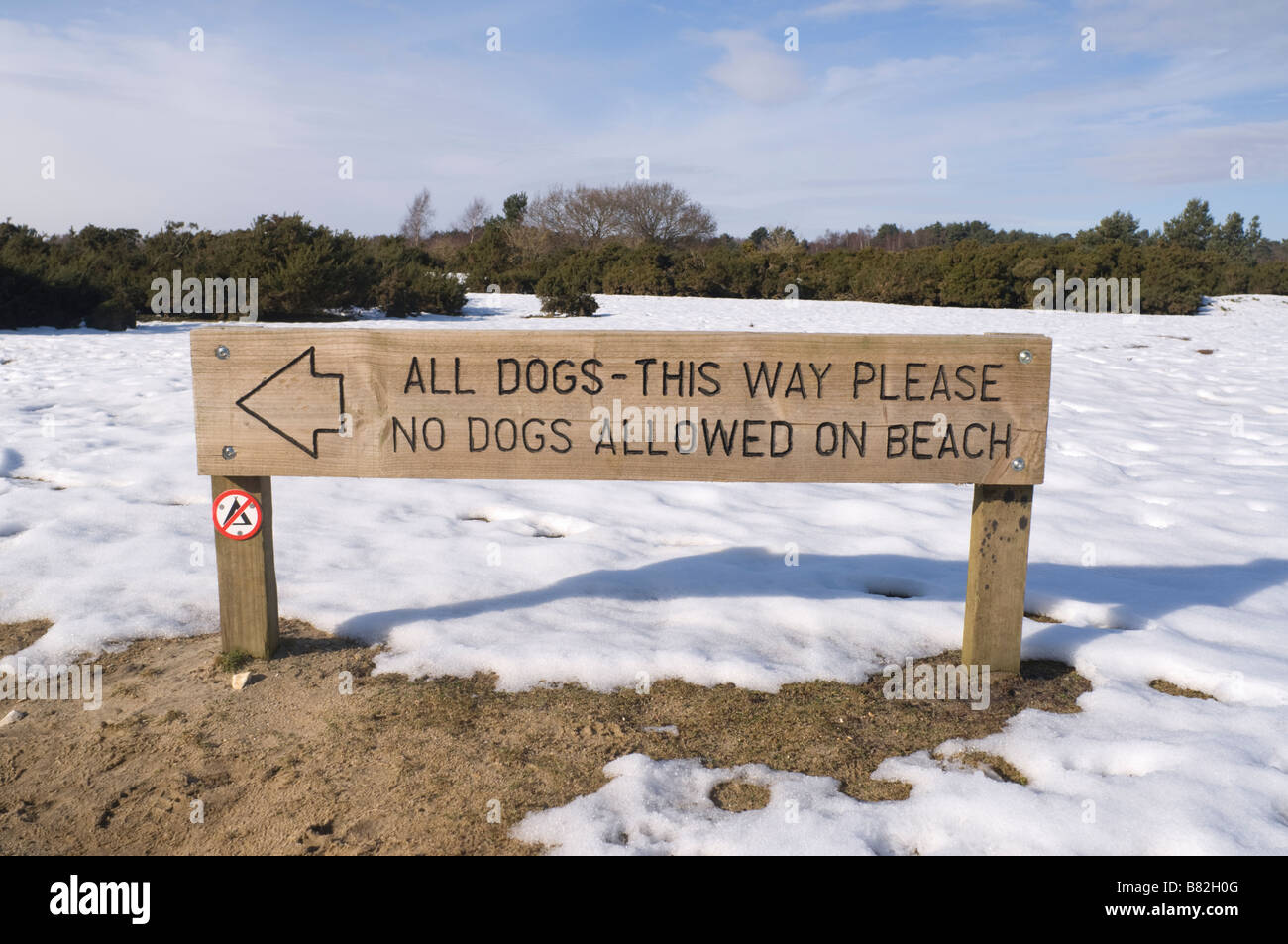 Are Dogs Banned On Beaches