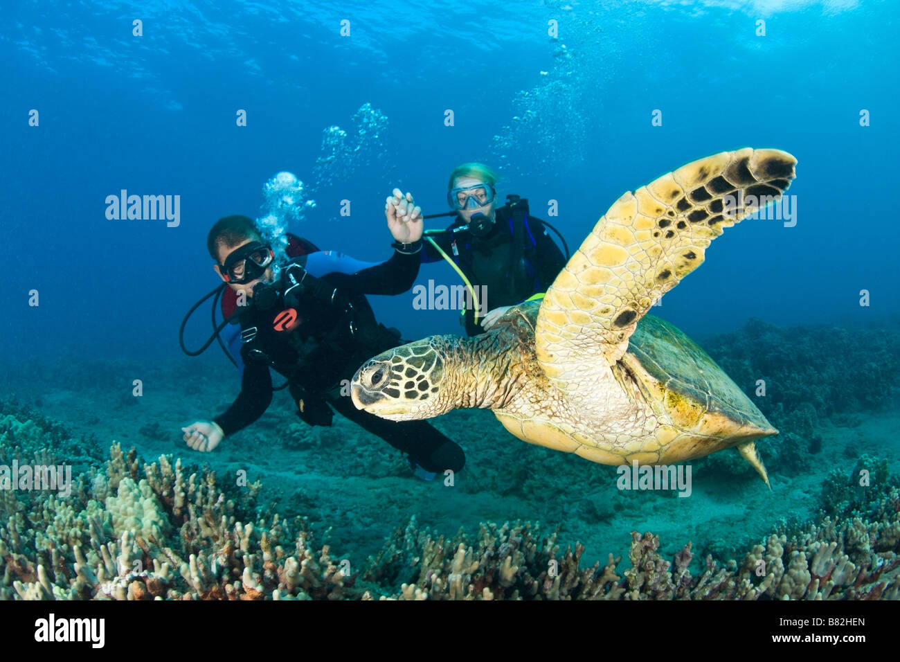 Green Sea Turtle Turtle Cleaning Station near Makena State Park Maui