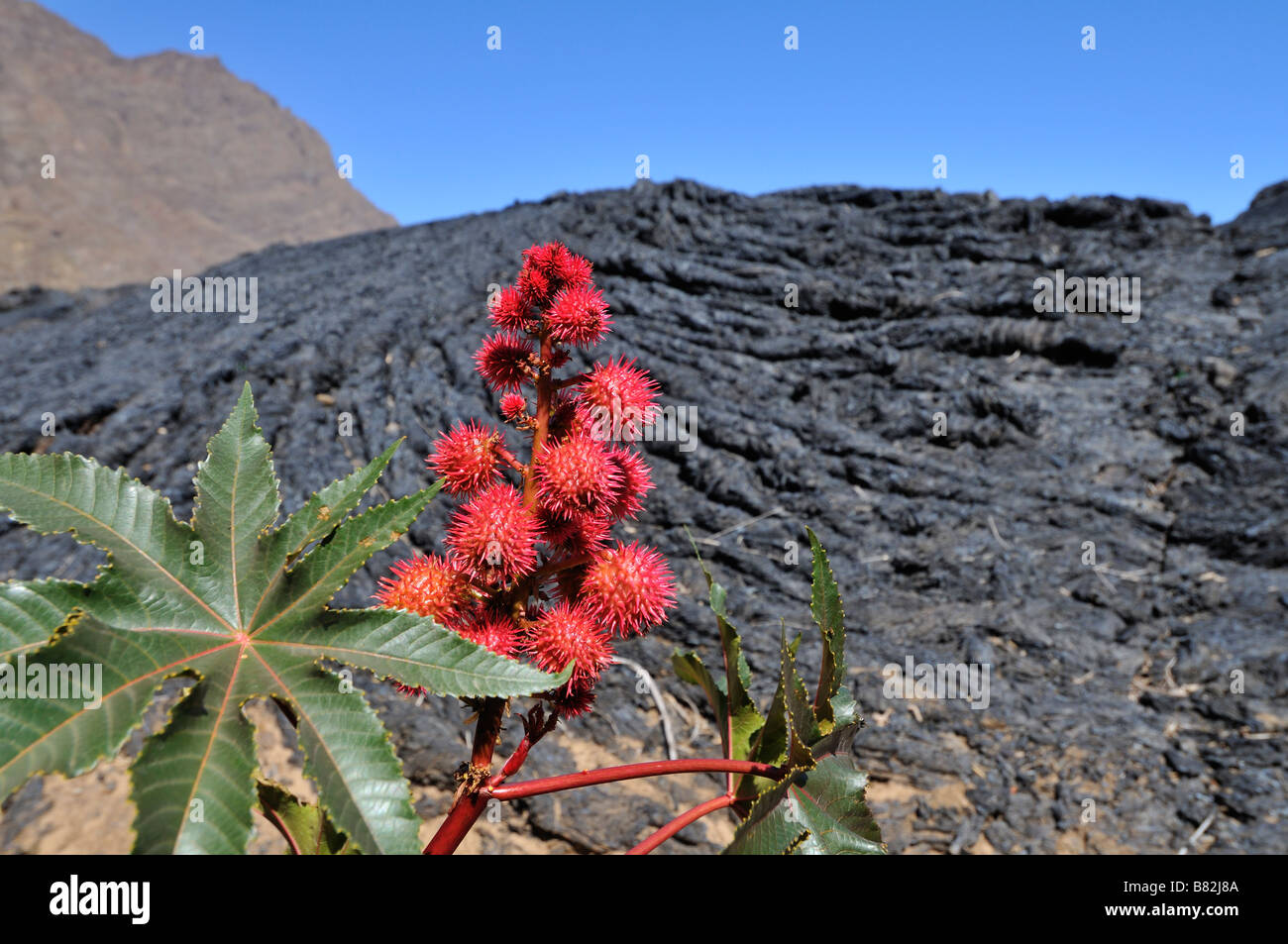 Castor oil plant in front of Lava flow, Pico de Fogo, Fogo Island, Cape Verde, Africa Stock Photo