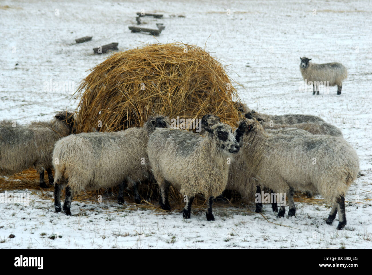 Sheep Feeding Winter Stock Photo Alamy