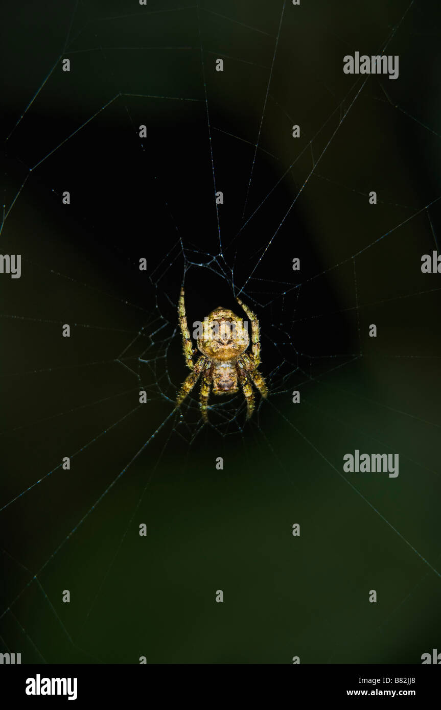 Orb spider in web Stock Photo