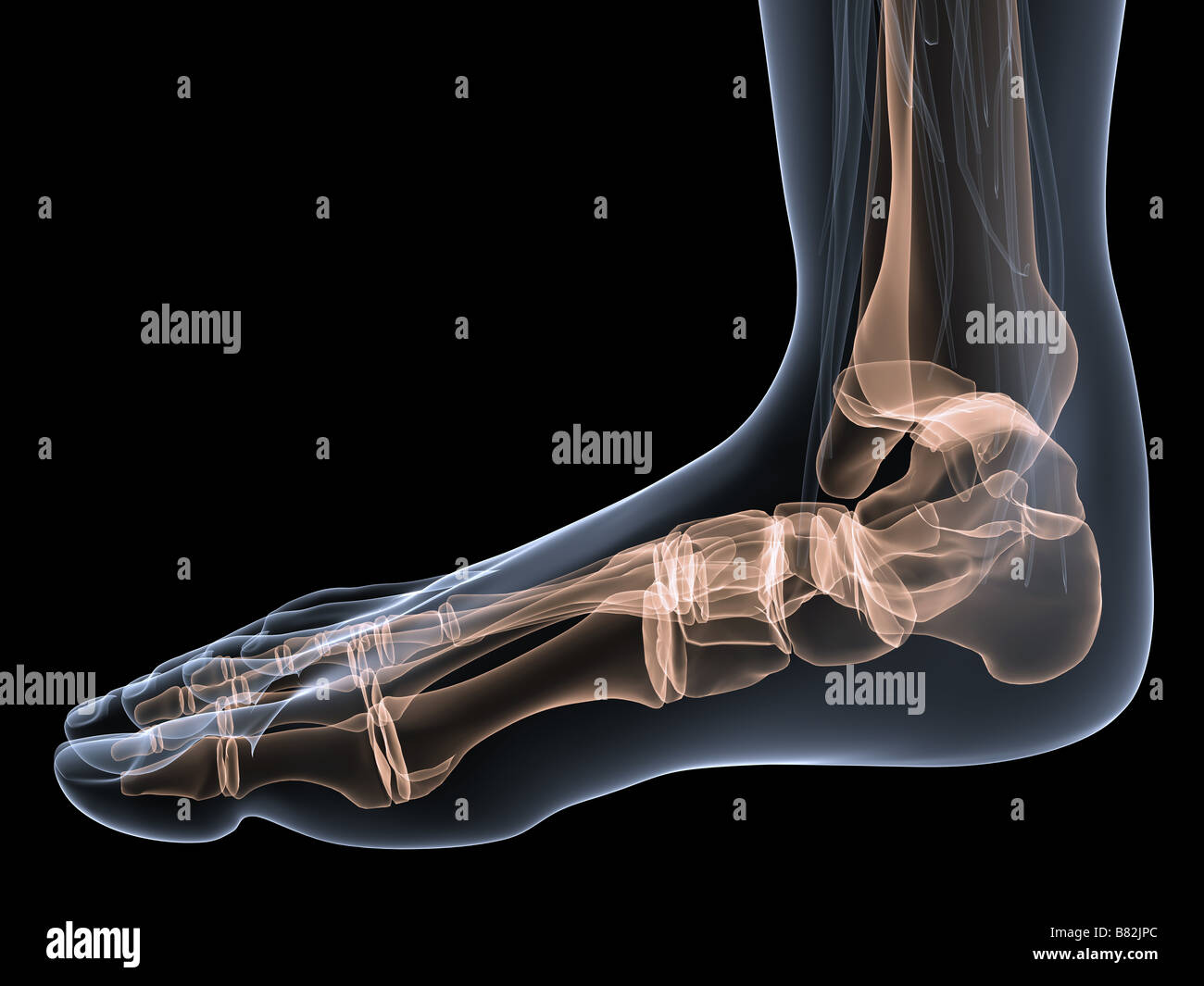 skeletal foot Stock Photo
