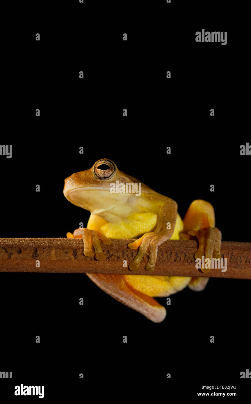 Swamp frog limnonectes leytensis hires stock photography and images
