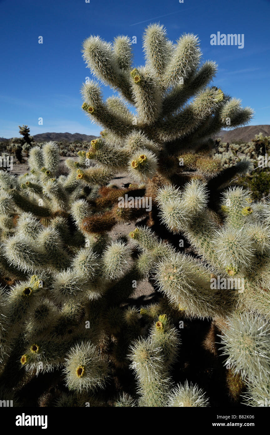 Cholla cactus Opuntia bigelovii Jumping Teddy Bear Cholla Cactus Garden Joshua Tree National