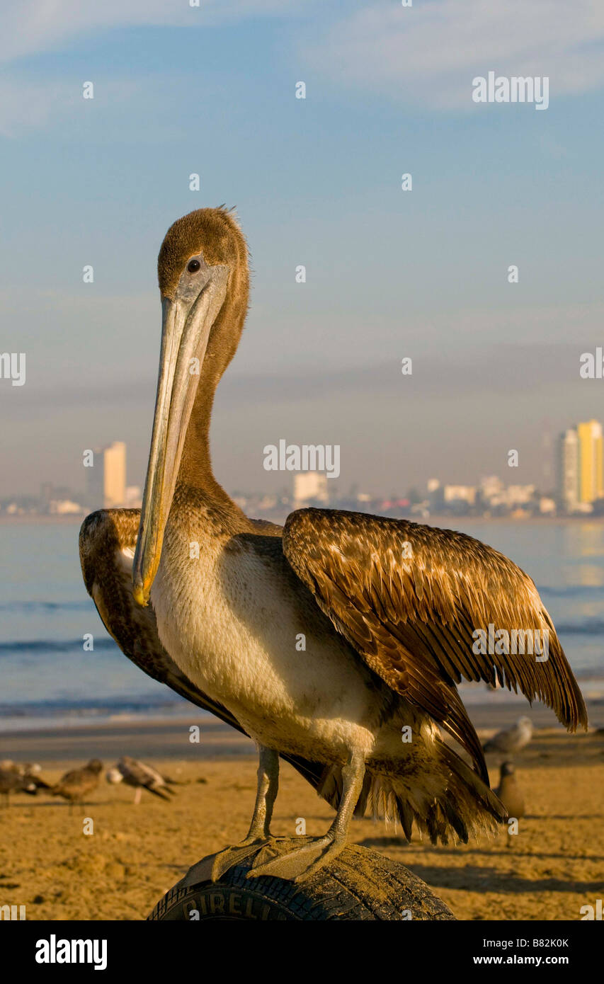 MEXICO SINOLA STATE MAZATLAN Birds eye view of Brown Pelican on the beach. Old Mazatlan in background Stock Photo