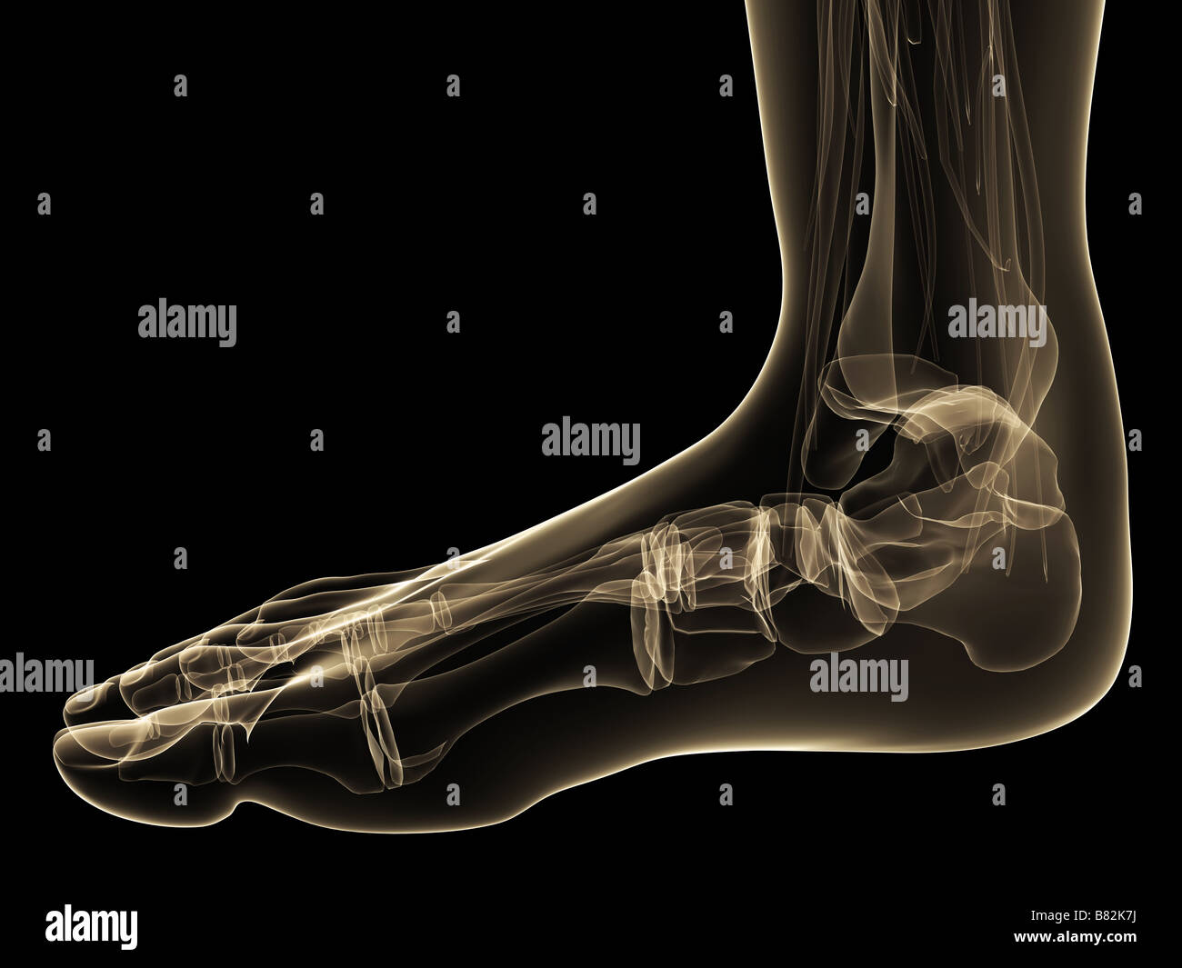 skeletal foot Stock Photo