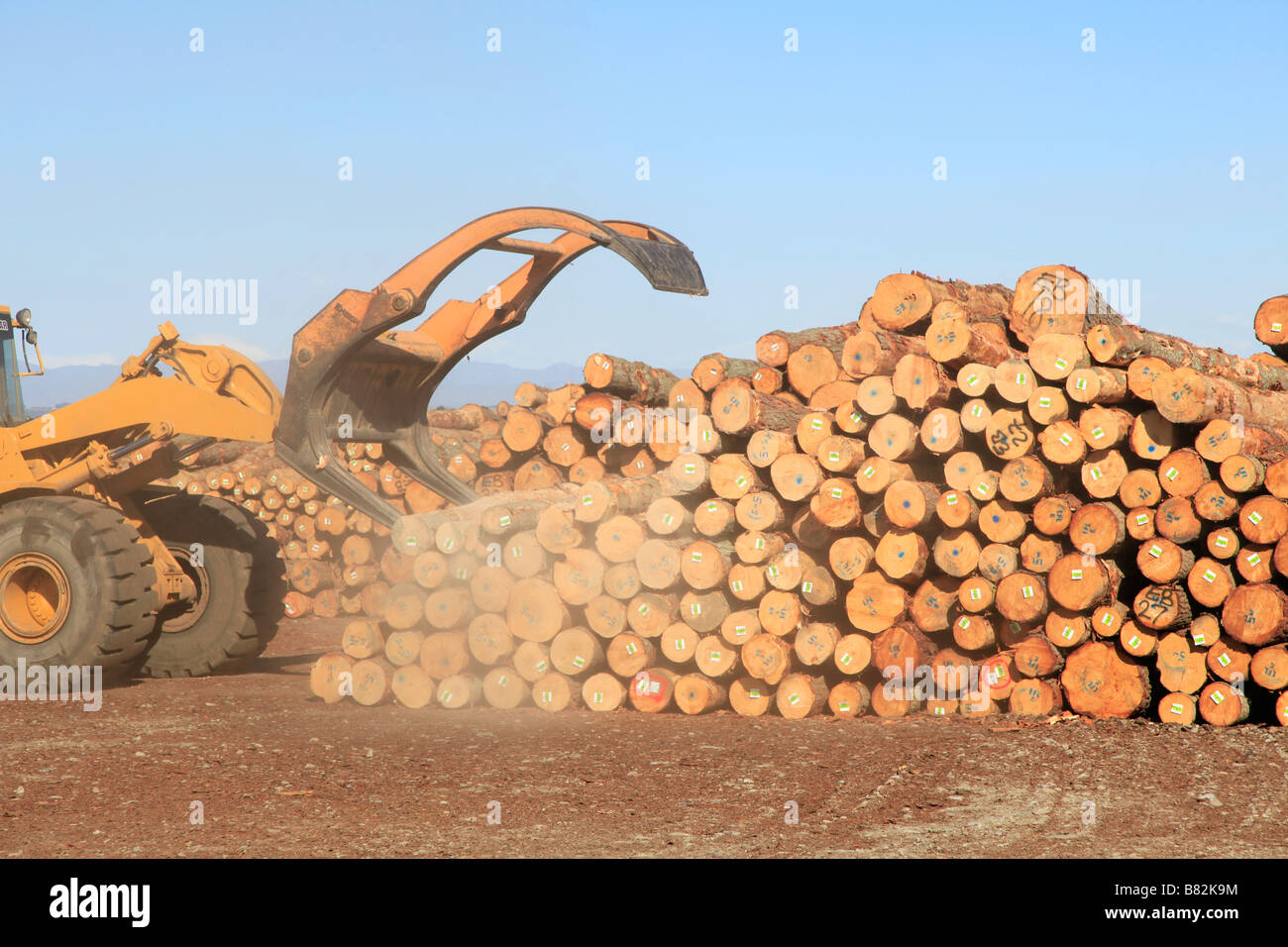 Loader and stock pile of pine logs for export at timber yard,Prime Port,Timaru,Canterbury,South Island,New Zealand Stock Photo