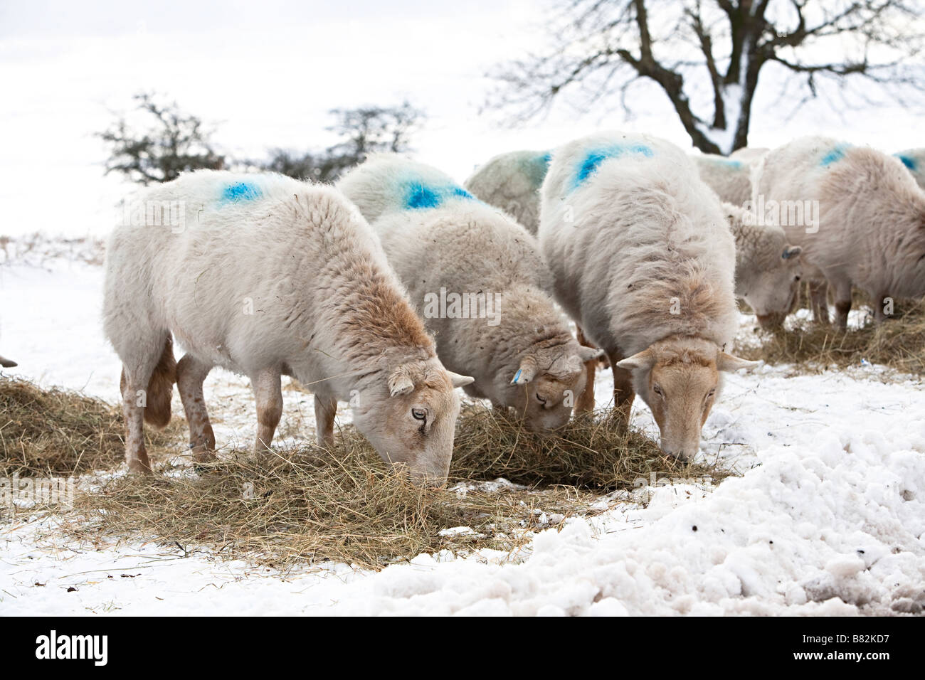 Sheep eating hay supplied by farmer in winter snow Wales UK Stock Photo