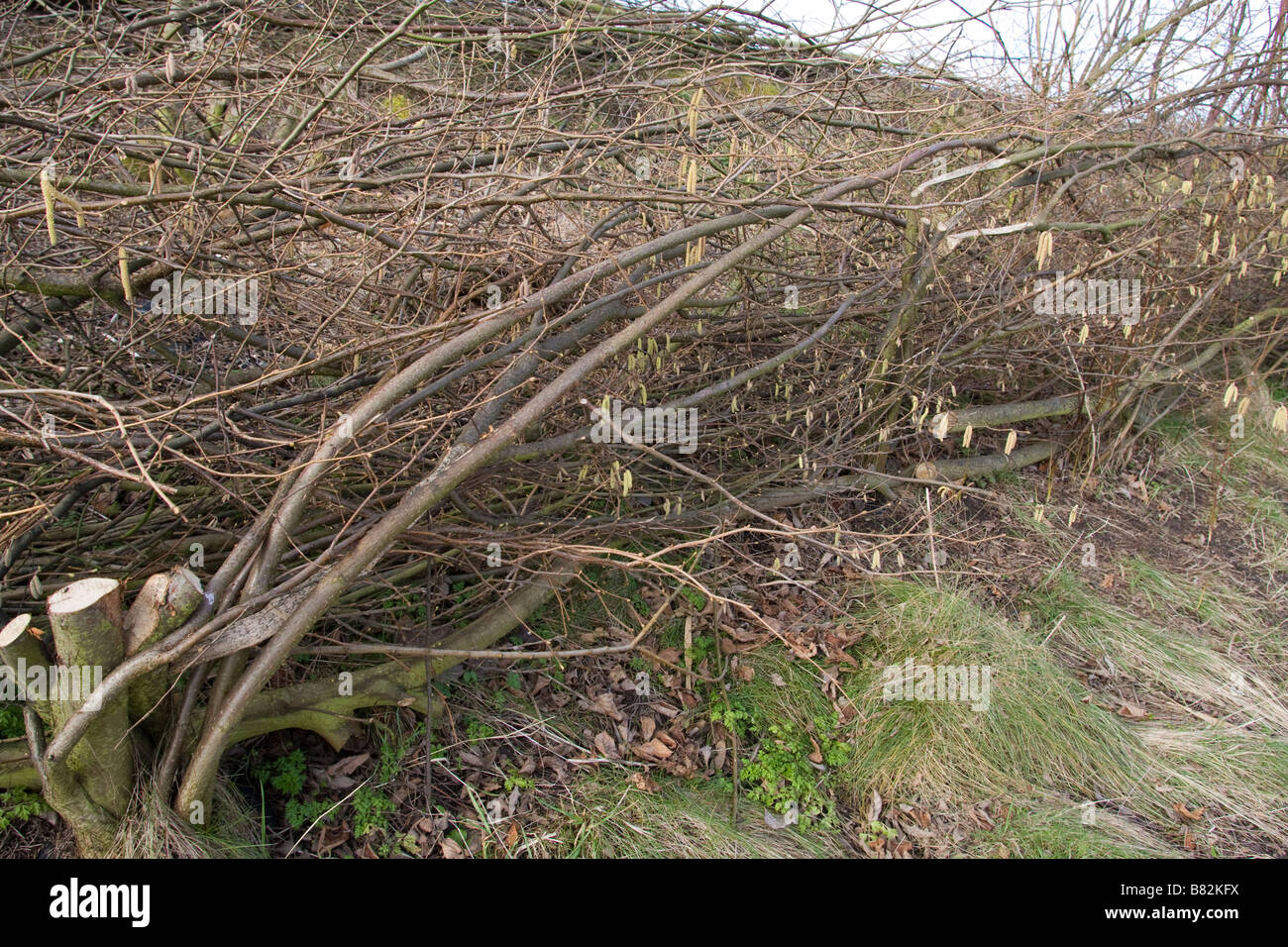 Willow cut and laid as the basis for a hedge UK winter Stock Photo Alamy