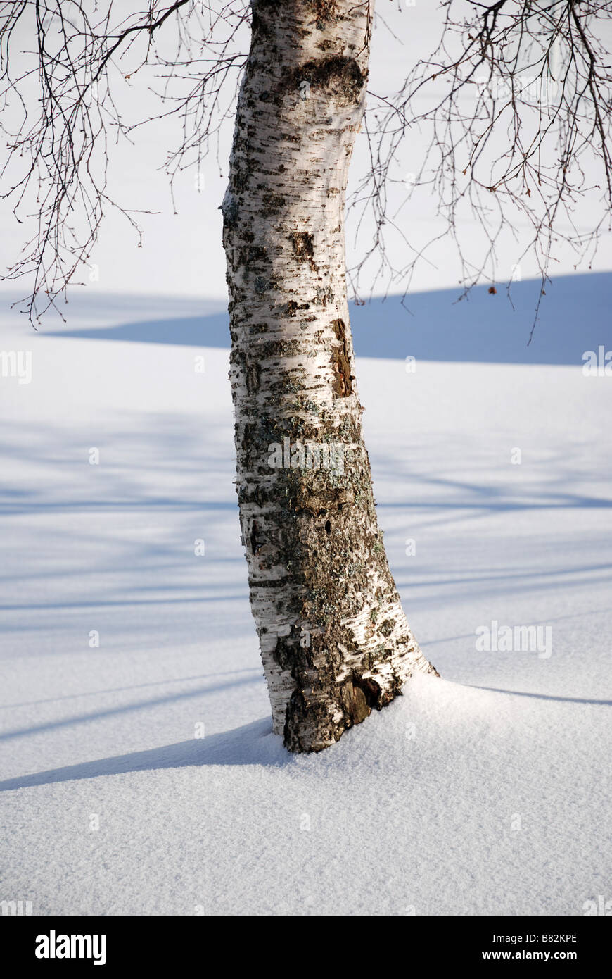Birch tree in snow at Easter time, Norway Stock Photo