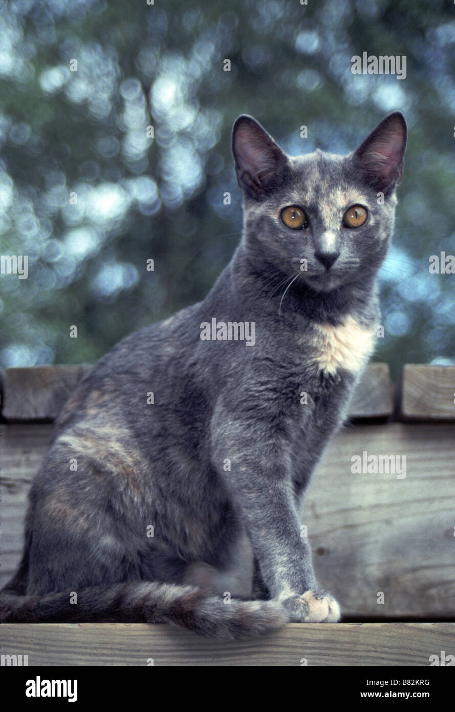 A beautiful charcoal Grey cat stands by a post Stock Photo