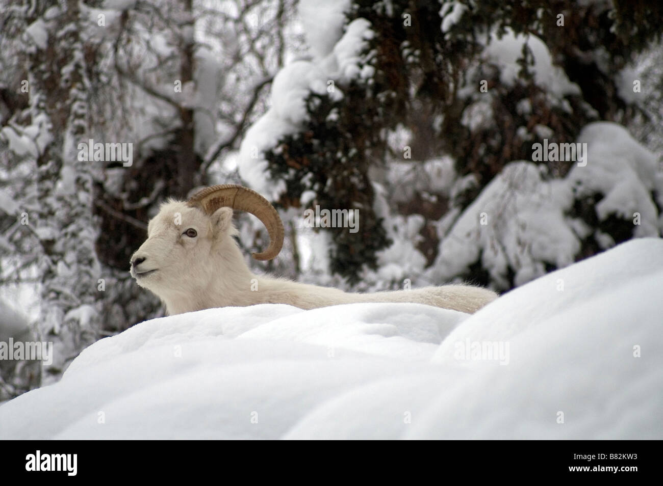 Dall Sheep high on a ridge in the snow covered Forrest near Turnagain Arm Alaska Stock Photo