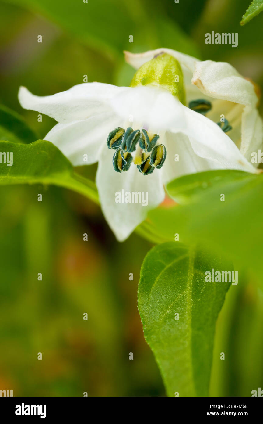 Chilli pepper flower Stock Photo - Alamy