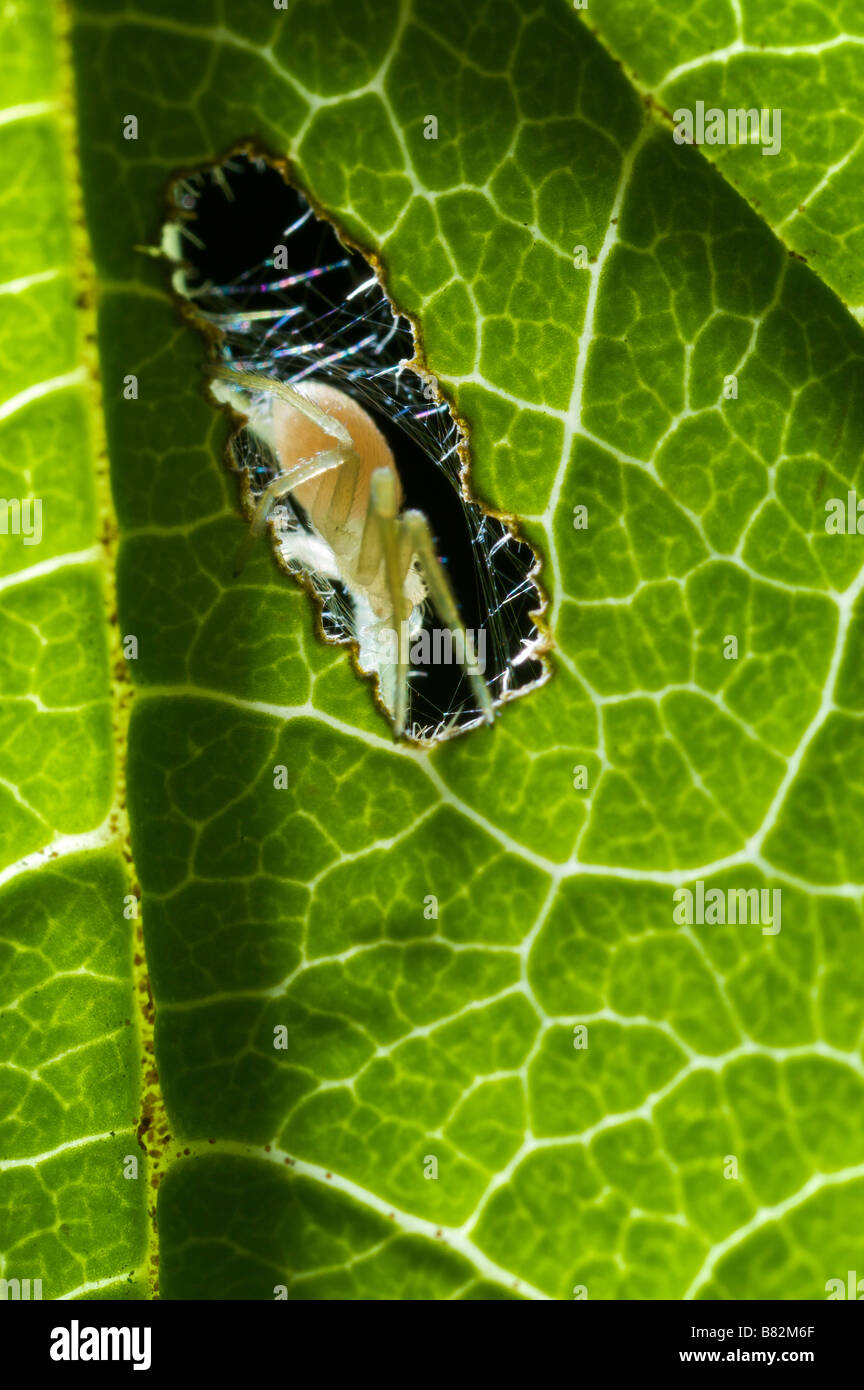 Spider on a leaf Stock Photo