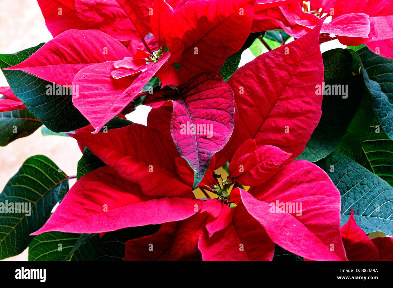 plants Christmas Euphorbia pulcherrima poinsettia red coloured color Stock Photo