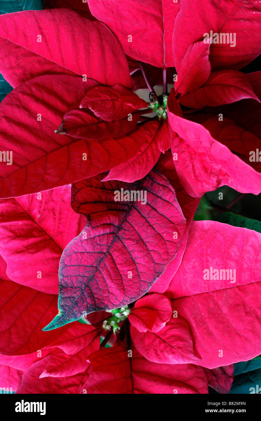 plants Christmas Euphorbia pulcherrima poinsettia red coloured color Stock Photo
