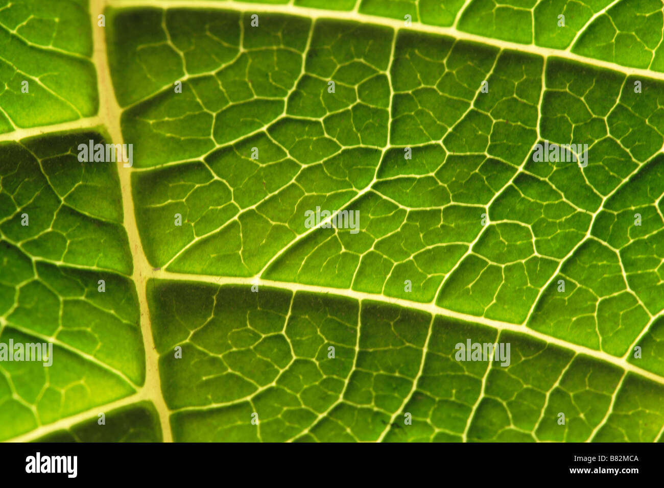 bottom of a leaf Stock Photo