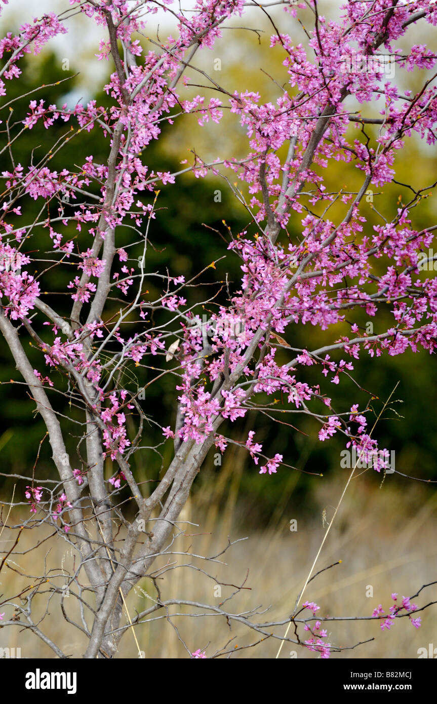 The Eastern redbud tree, Cercis canadensis, in bloom. Oklahoma, USA. Stock Photo