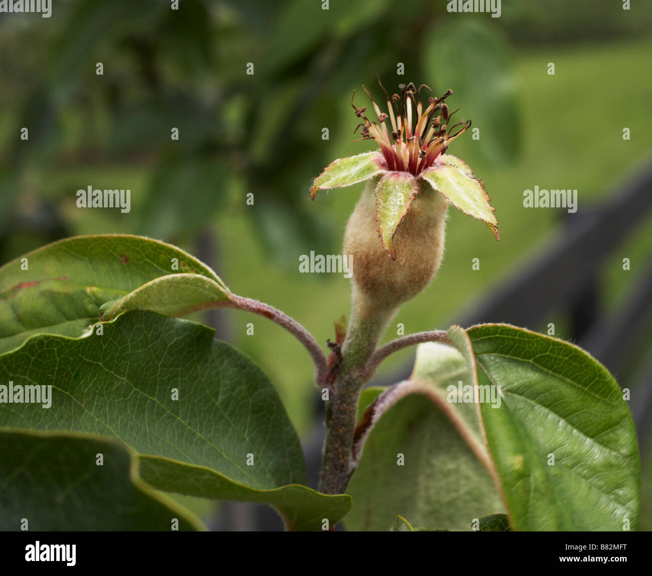 Quince fruit tree hires stock photography and images Alamy