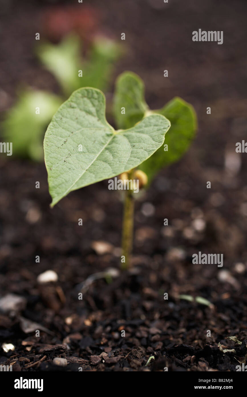 Sprouting bean plant hires stock photography and images Alamy